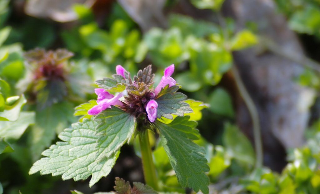 草花は昆虫を待つ