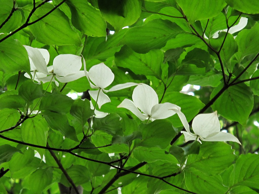今満開！