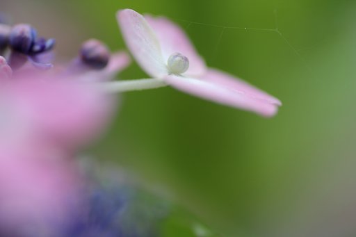 手のひらの上で