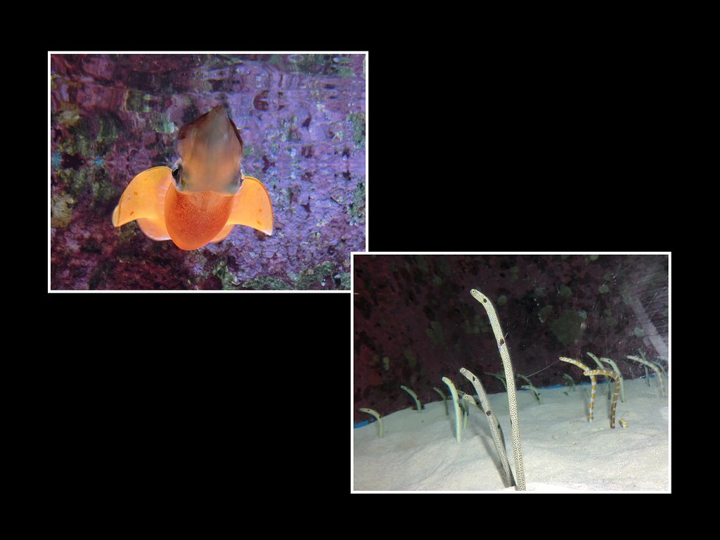 アオリイカとチンアナゴ（水族館２）