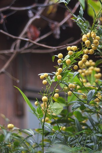 白南天に雨が・・