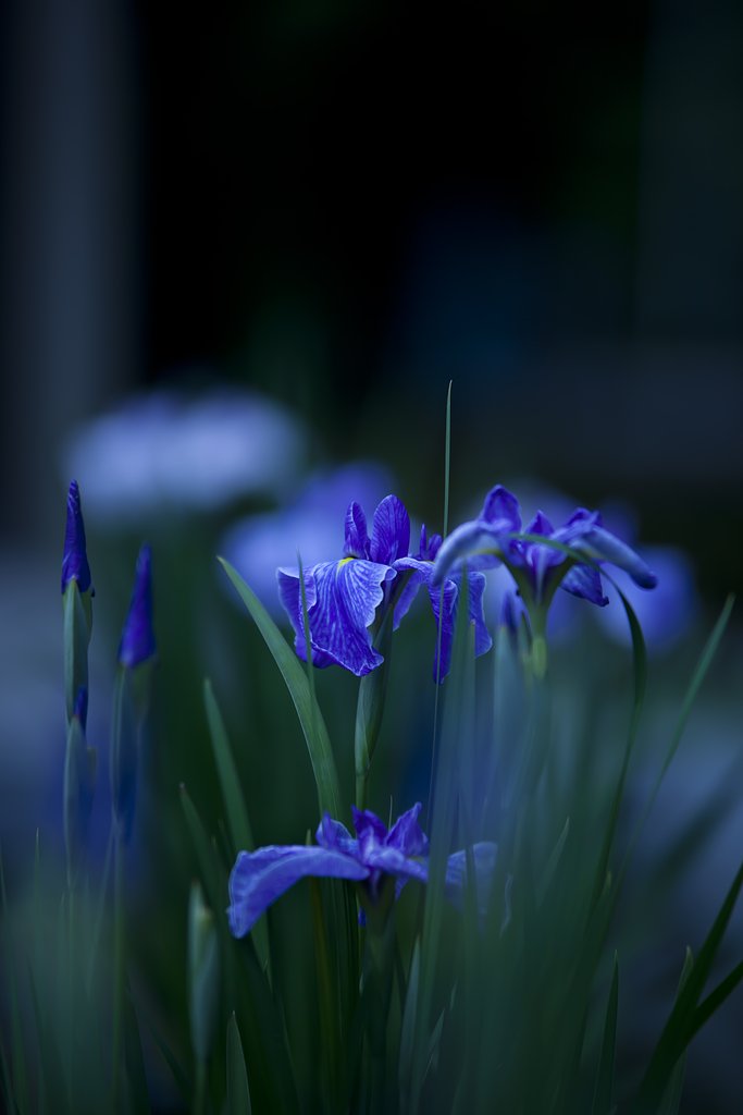 蒼想花