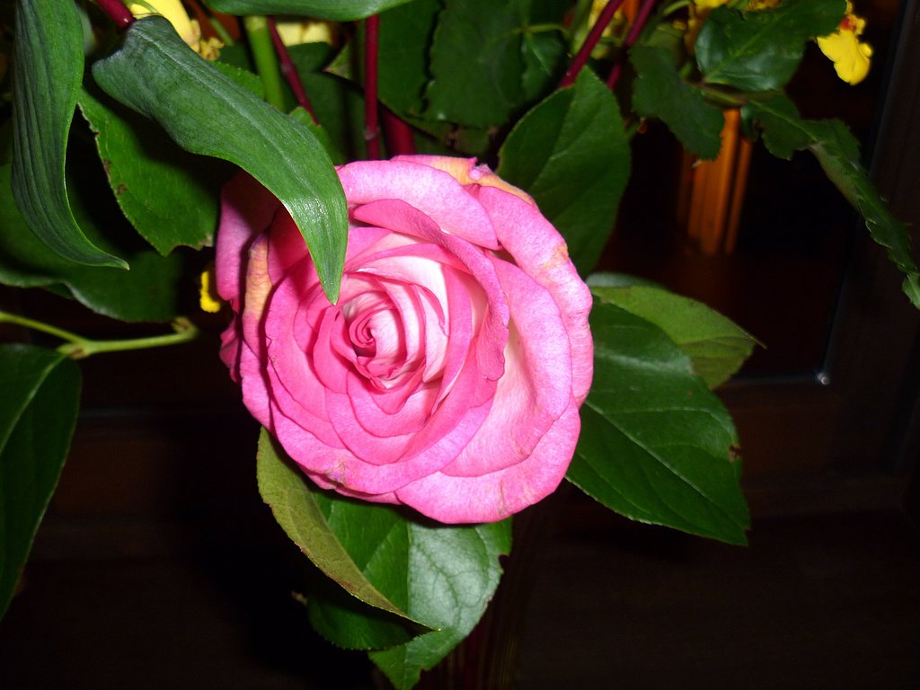 薔薇♪