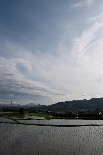 たんぼ
