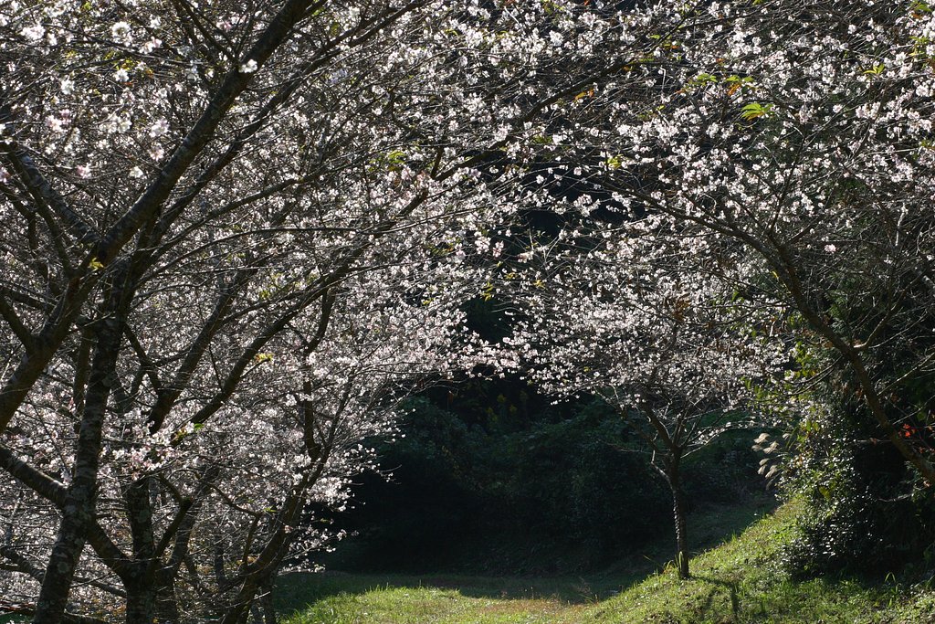 四季桜