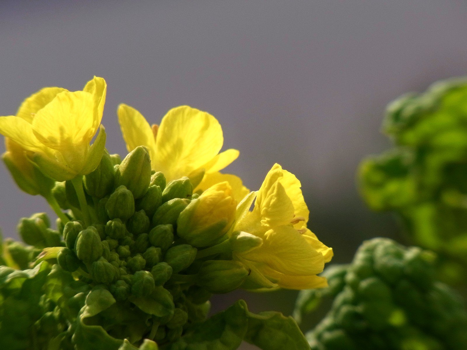 野菜の花