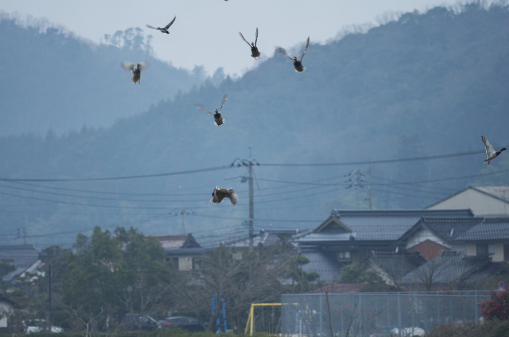 間抜けな飛翔