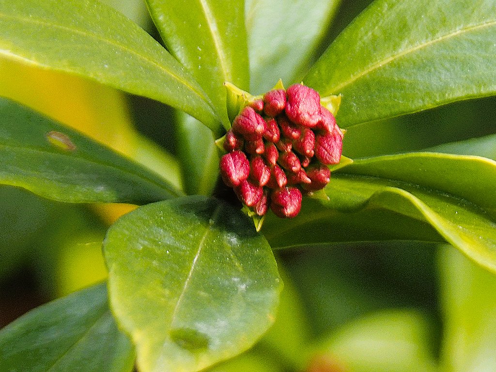 沈丁花の蕾