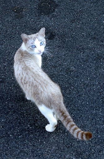 見返り美人