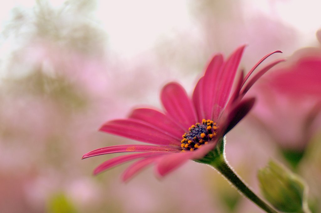 艶やかな花