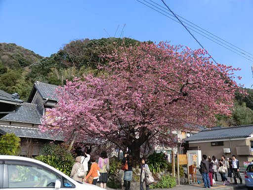 河津桜原木