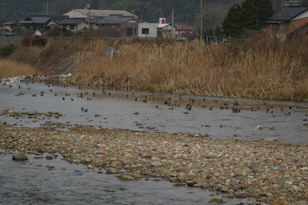 蒲生川の鴨の仲間-1