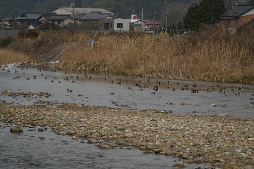 蒲生川の鴨の仲間-1