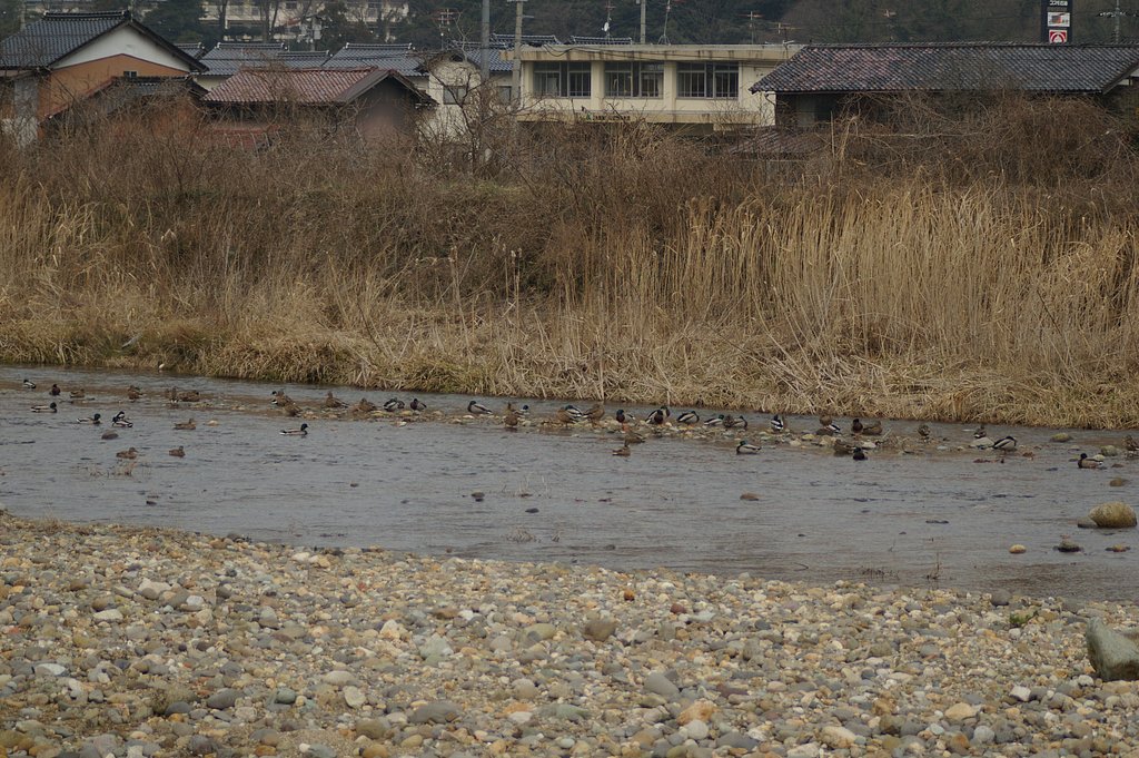 蒲生川の鴨の仲間-2