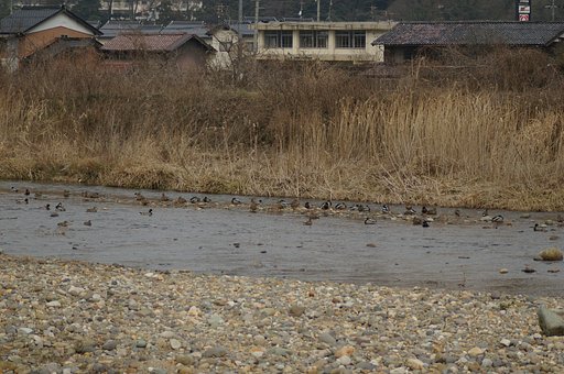 蒲生川の鴨の仲間-2