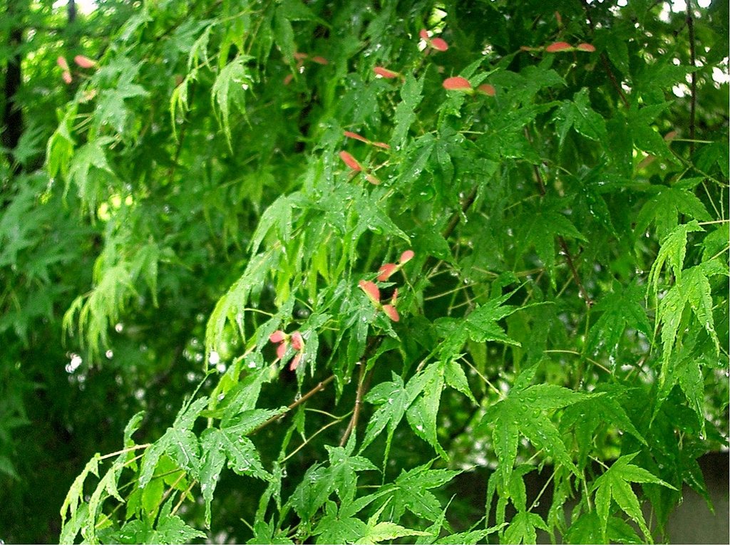 雨