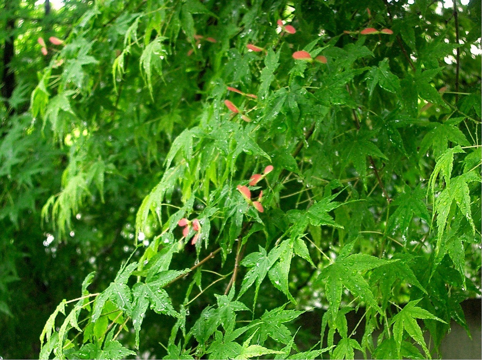 雨