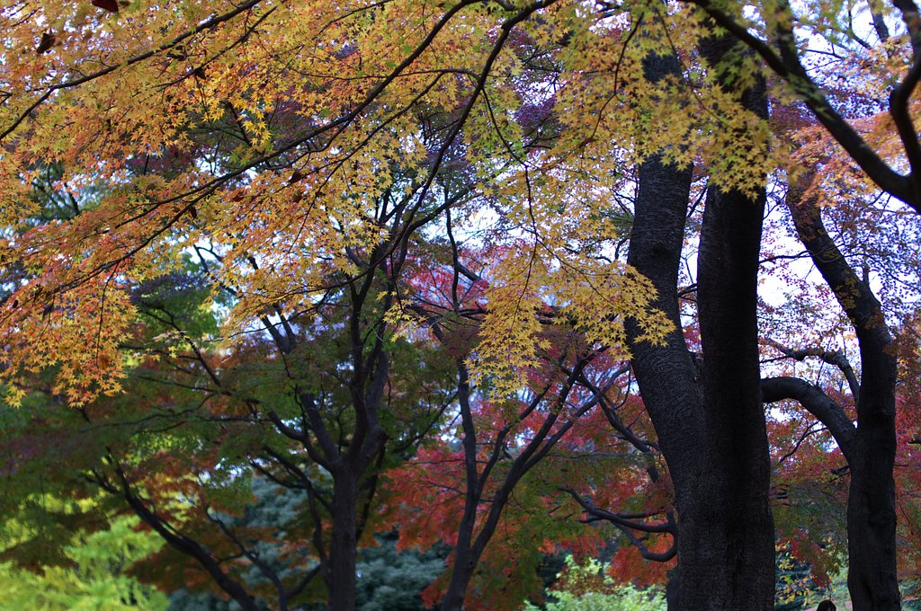 進む紅葉
