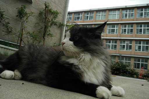 家の猫