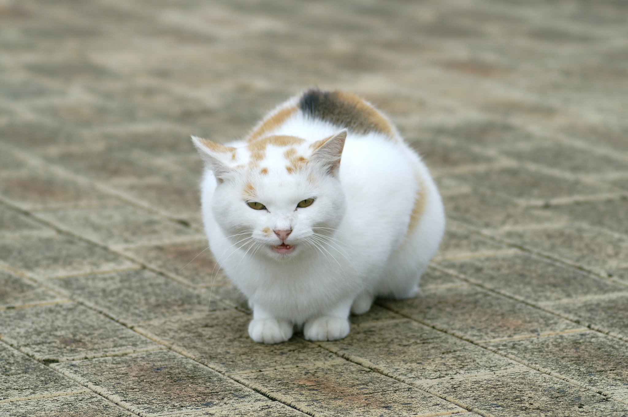 野良ちゃんとは思えない
