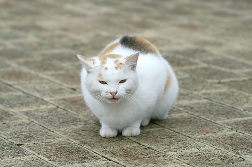野良ちゃんとは思えない