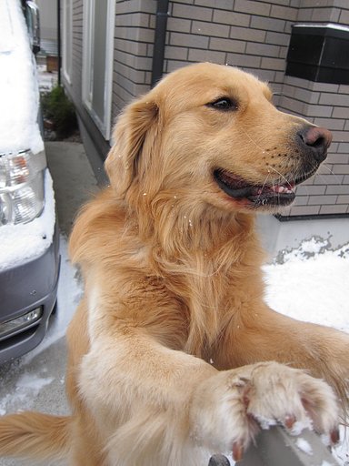 雪でも元気！