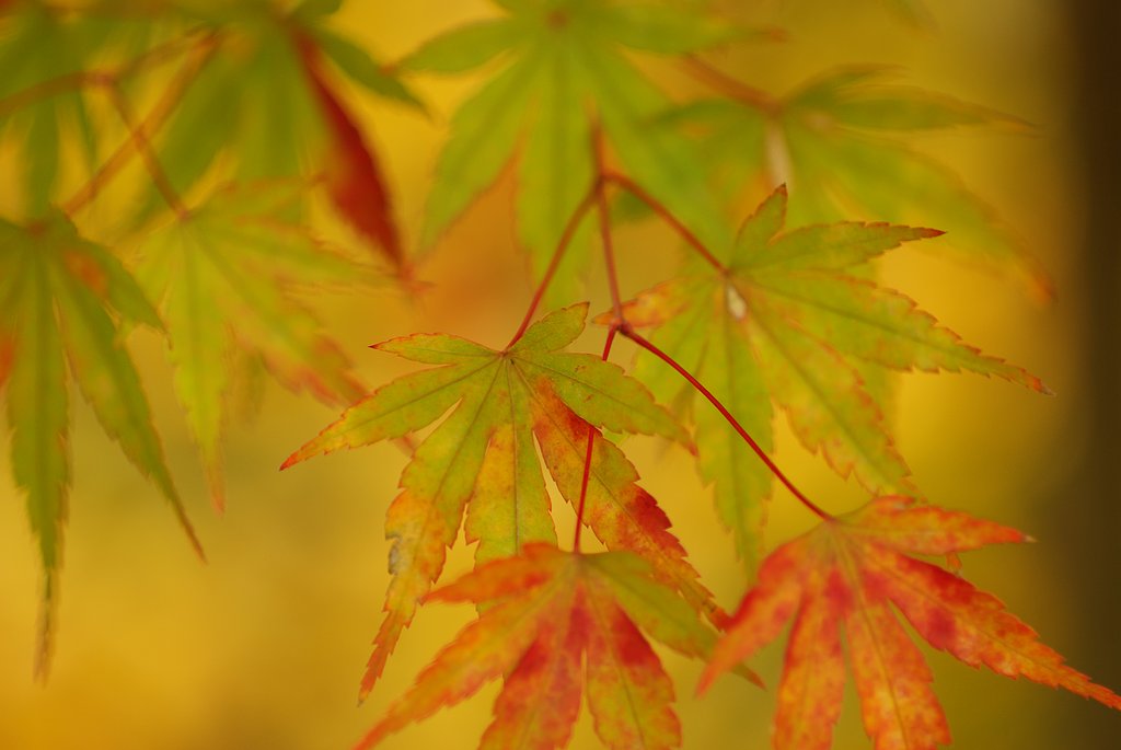 近くの紅葉