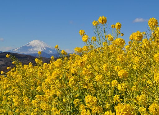 菜の花と富士山