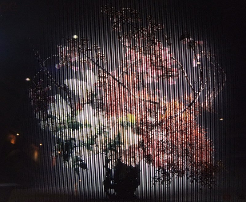 花の画像