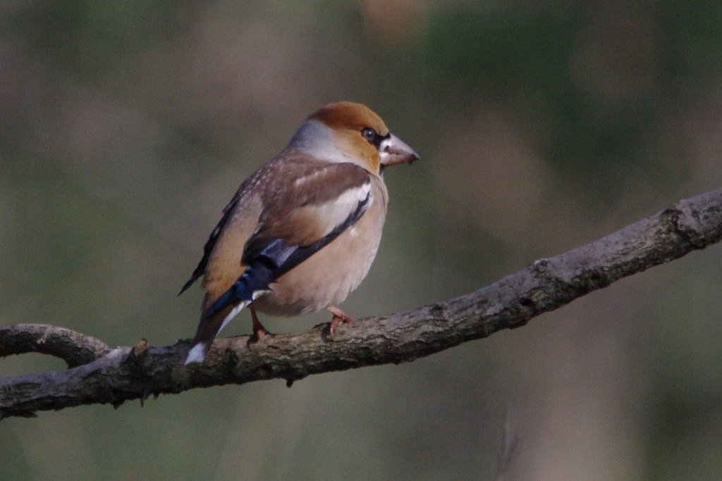 シメ