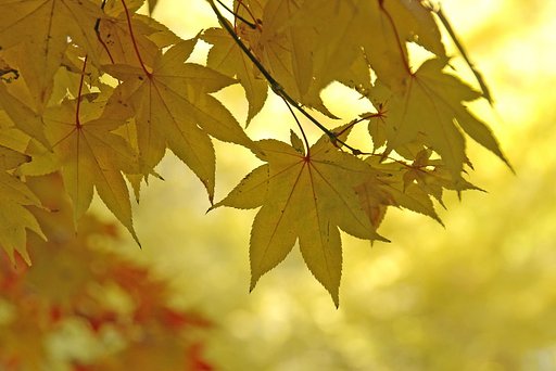 去る秋を惜しむ．．．