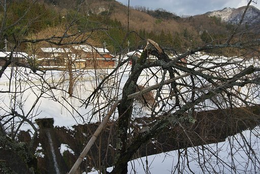 富有柿の木がおれました!