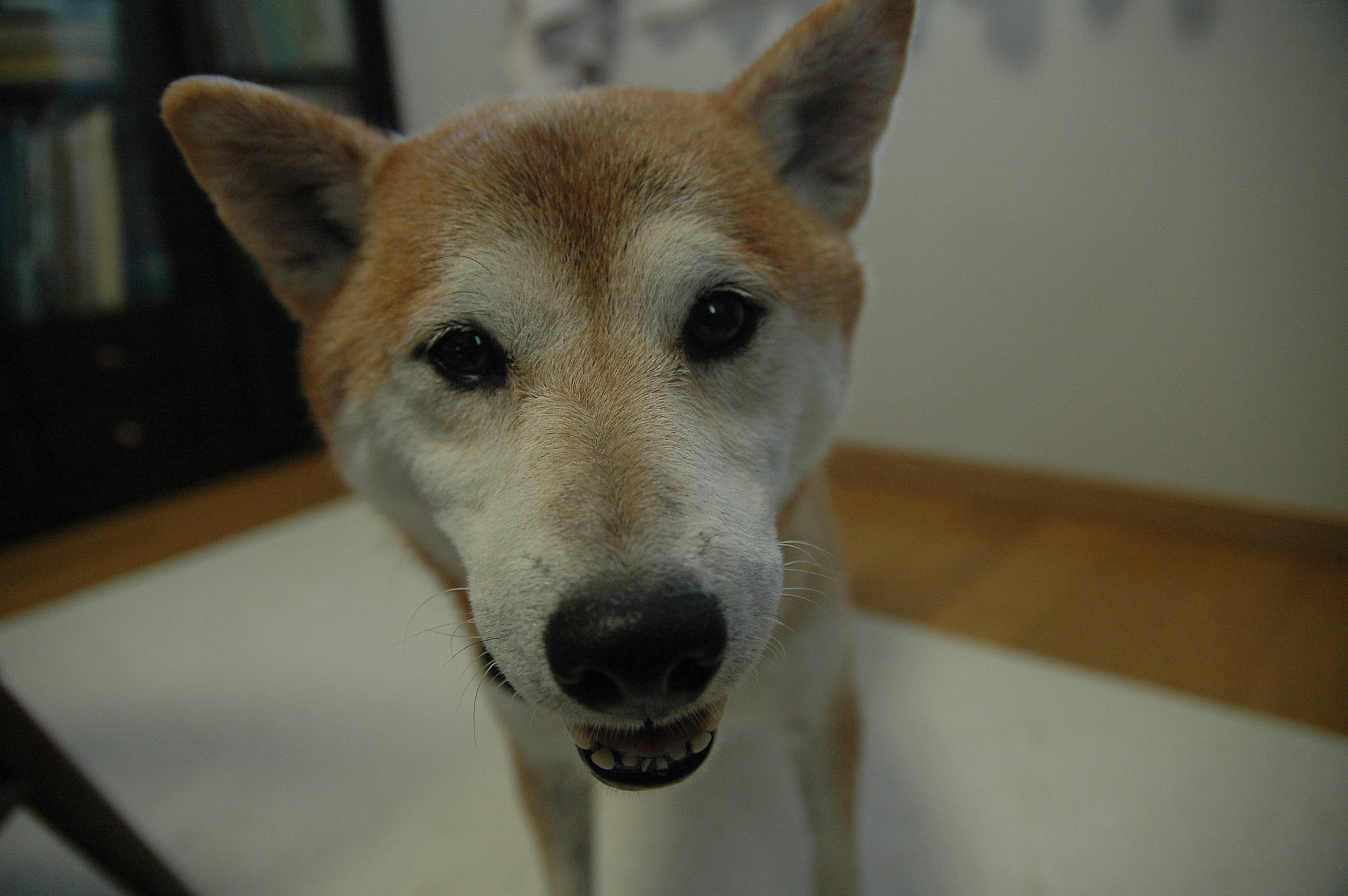 見たことないスパイ犬