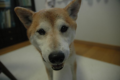見たことないスパイ犬