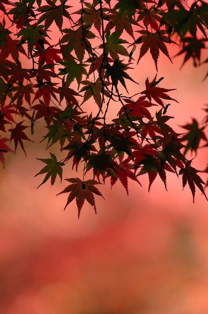 紅葉④ Nikon 300㎜ F4D