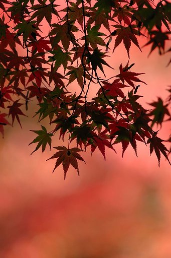 紅葉④ Nikon 300㎜ F4D