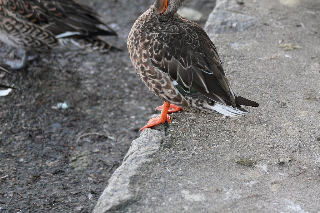 ハシビロガモ♀