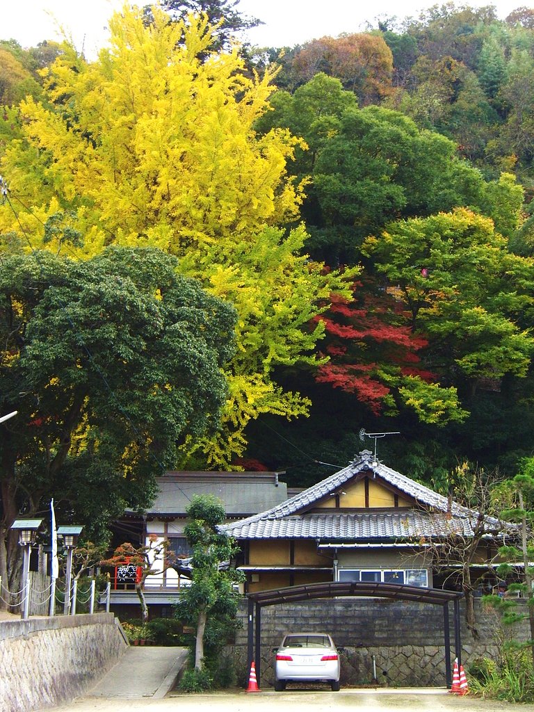 大銀杏黄葉