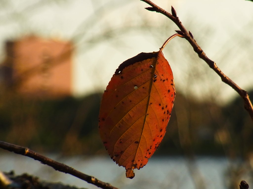 紅葉の風景②
