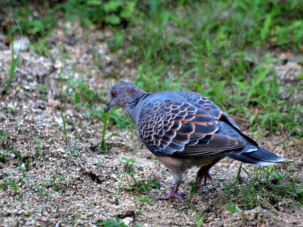 キジバトのUP