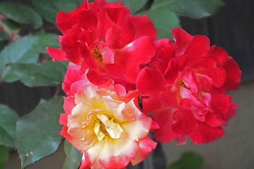 a rose