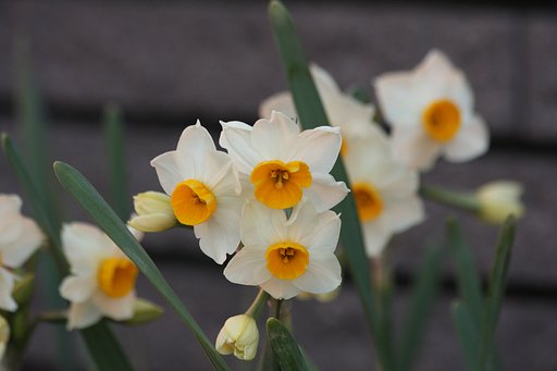 お隣の花