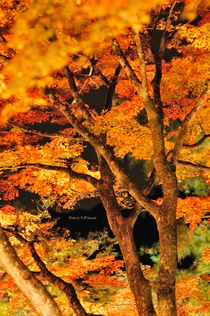 紅葉ライトアップ