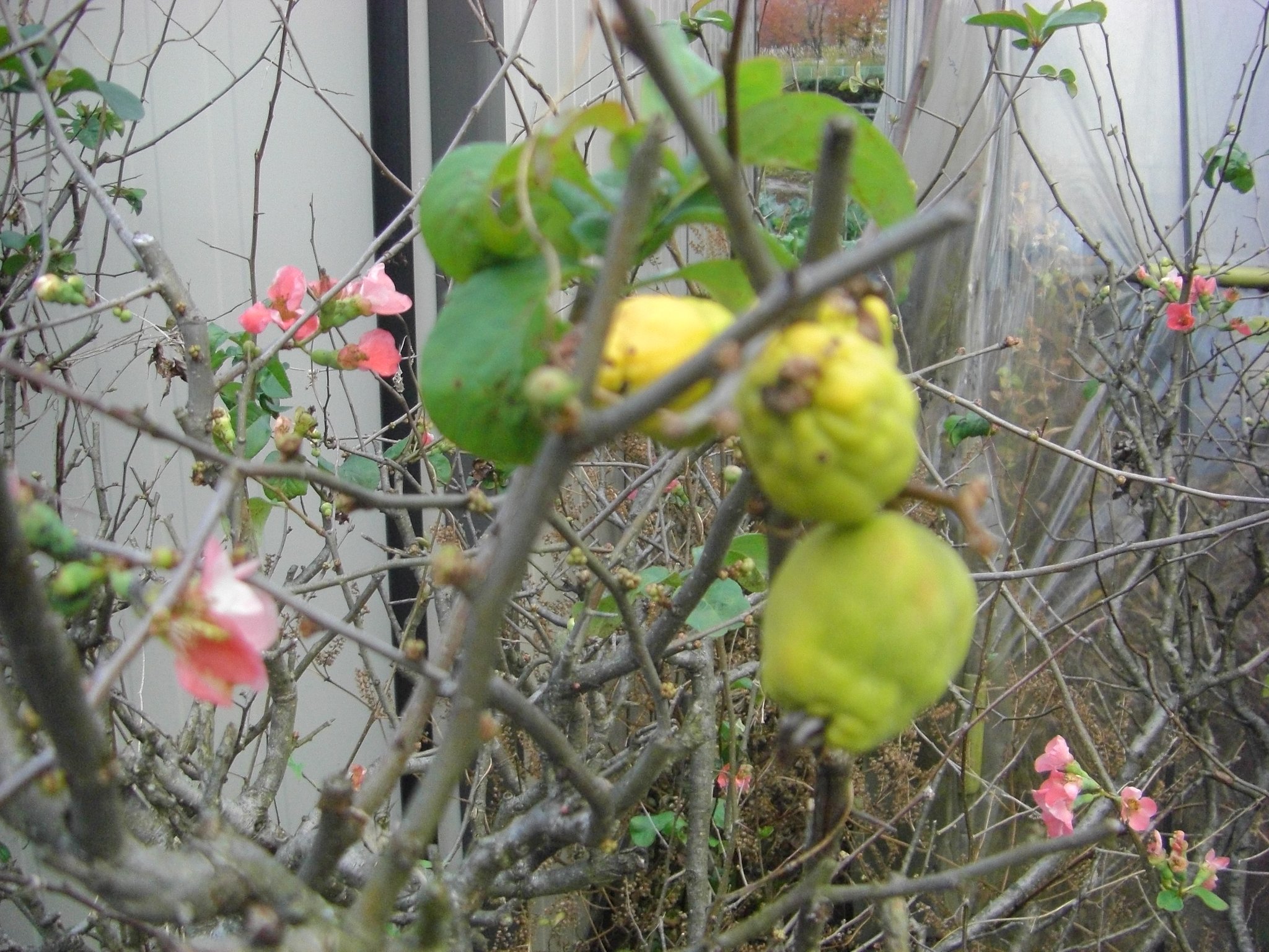 花も実もある