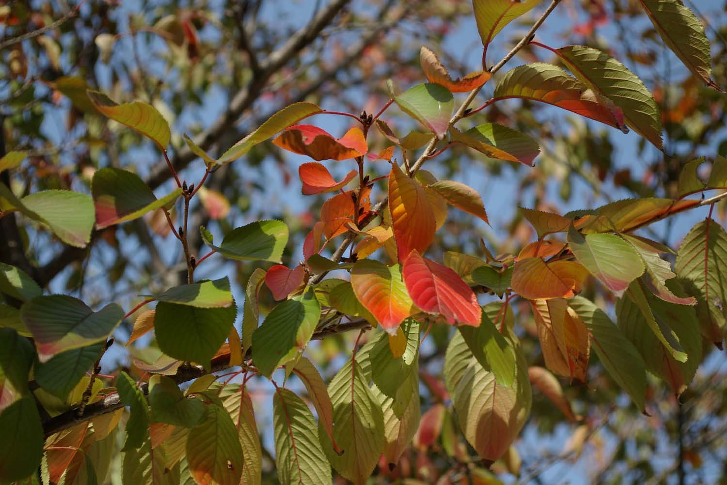 桜の紅葉