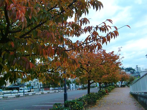 桜紅葉