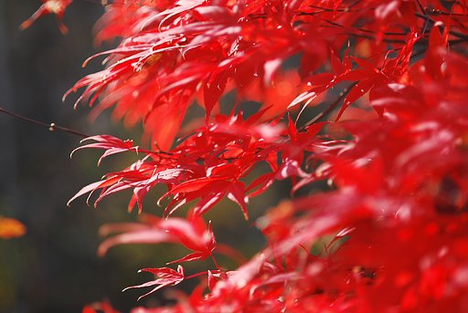 我が家の紅葉
