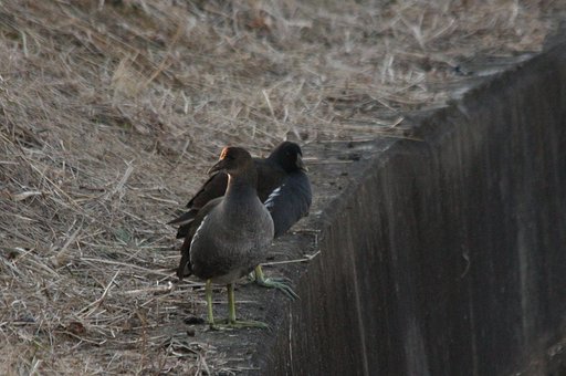 バンの幼鳥