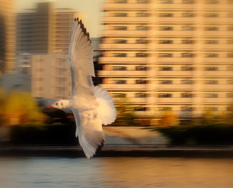 ゆりかもめ