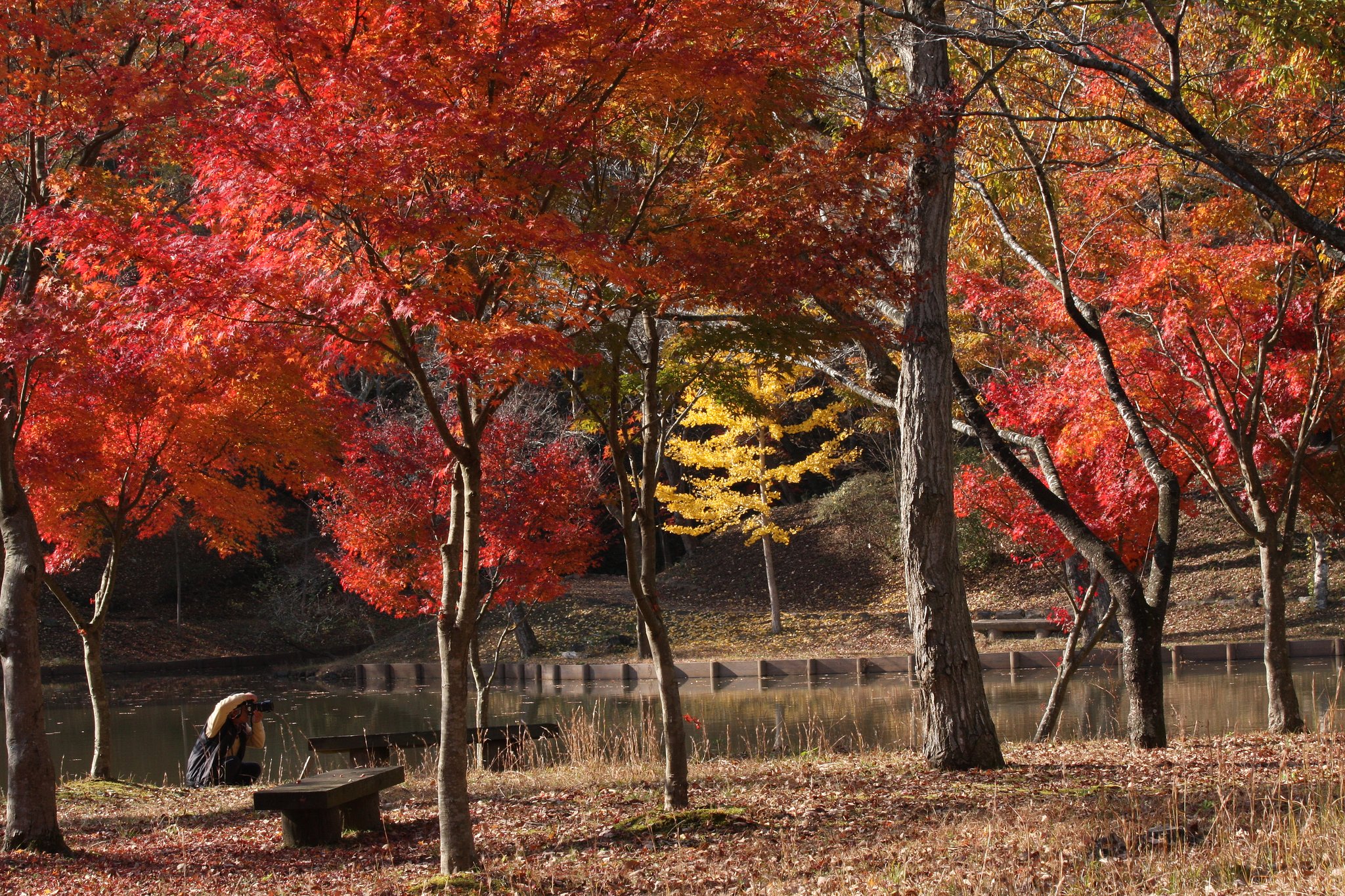 紅葉を撮る人
